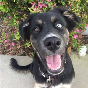 Meet your Posher, Savannah